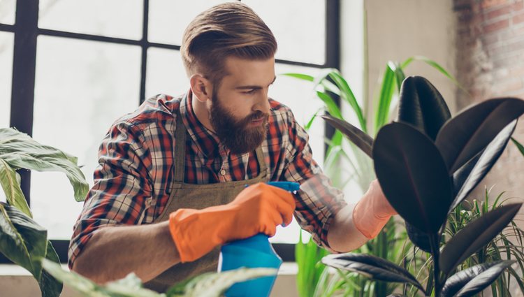 Deberás pulverizar las hojas con agua