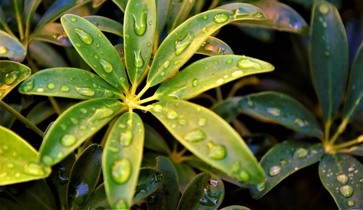 A la hora de escoger una planta de interior habrá que tener en cuenta sus particularidades