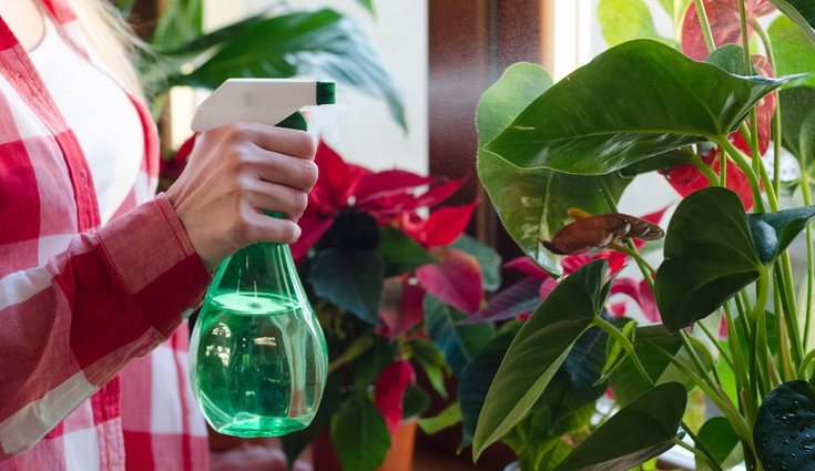 ¿Cómo limpiar las hojas de tus plantas de interior con vinagre y cuáles son sus beneficios?