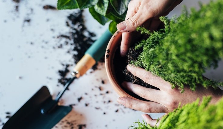 Las plantas de interior deben recibir cuidados para mantenerse sanas