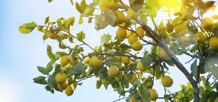 Es importante que la maceta tenga la misma (o más) profundidad que el diámetro