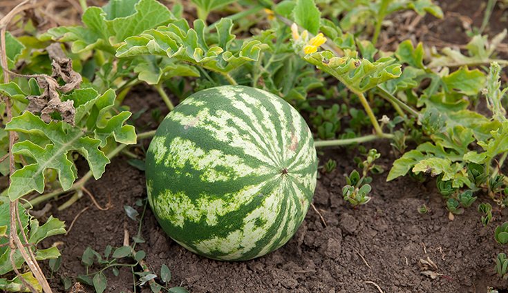 El hecho de consumir alimentos 100% naturales, van a contribuir en mayor medida en la salud