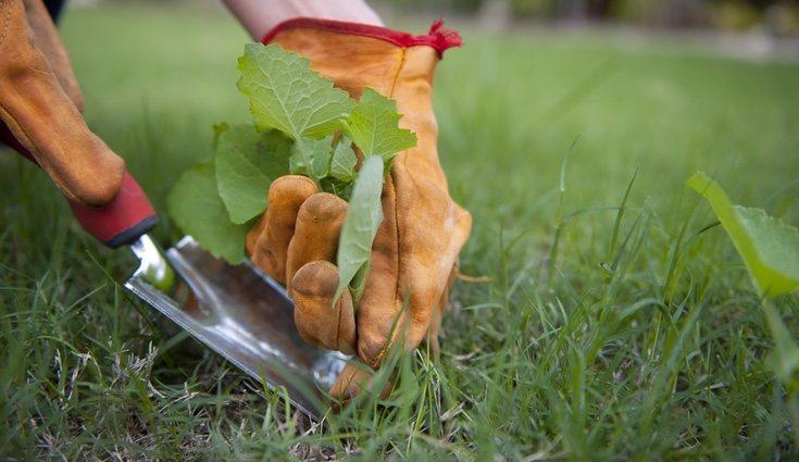 Hay que eliminar las malas hierbas para un mayor provecho del agua