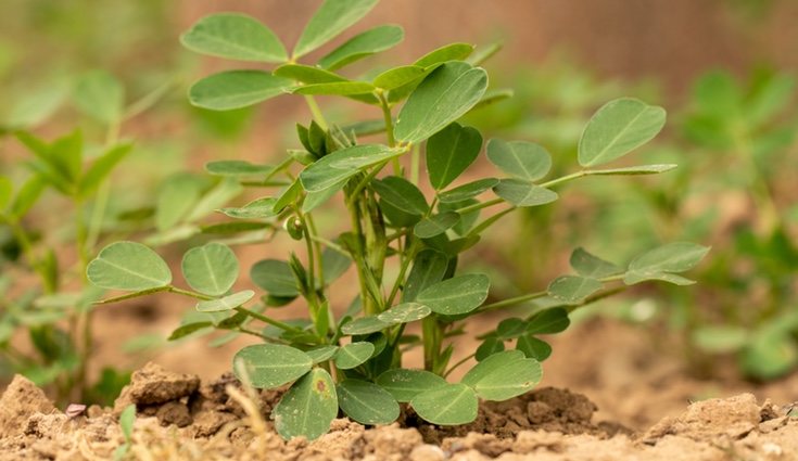 Deja un espacio mínimo de 30 centímetros entre cada planta de cacahuete