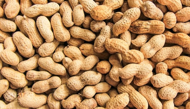 Si se recoge el cacahuete antes de tiempo, puede que las vainas no contengan fruto