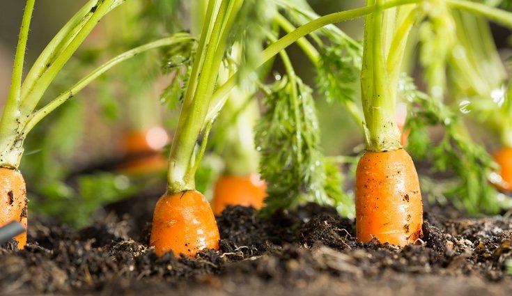 Las zanahorias son resistentes al frío del invierno