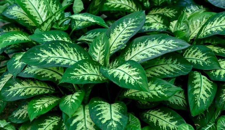 La calatea necesita mucha luz y riego abundante