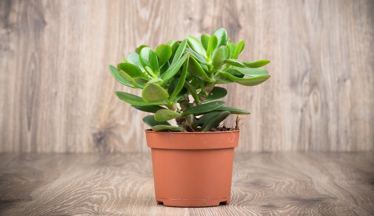 La planta de jade es de crecimiento lento pero lo compensa con la larga vida que tiene
