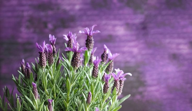Las flores de la lavanda tienen propiedades calmantes