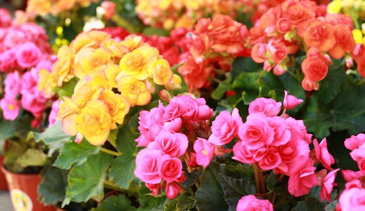 Hay begonias de muchos colores, innunda de color el paisaje con esta planta