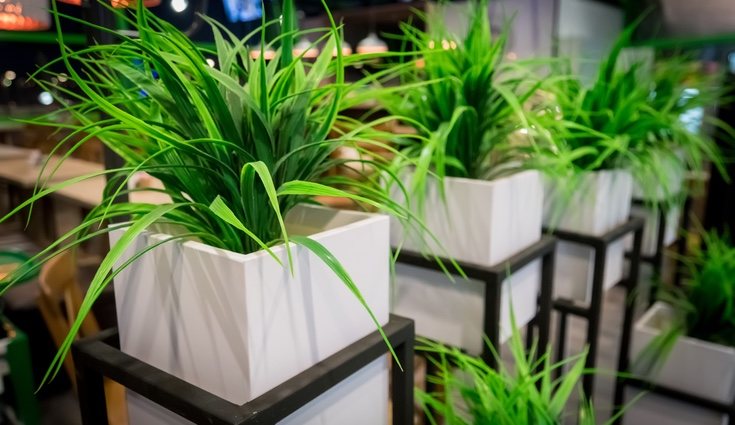 Las hojas de la yuca son de forma puntiaguda