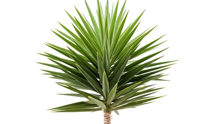 La yuca de exterior tiene una forma muy parecida a la palmera