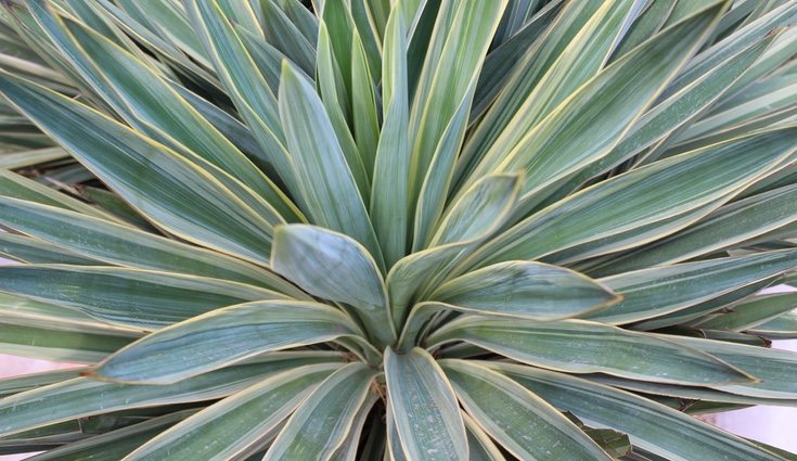 La yuca no necesita demasiada agua pero sí mucha luz
