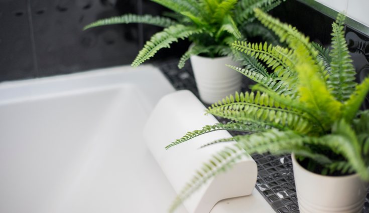 El helecho es una planta delicada con cuidados particulares
