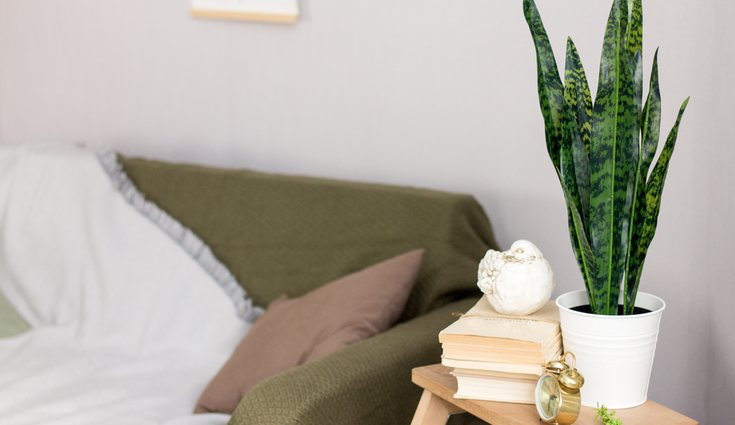 La sansevieria es una planta de gran resistencia