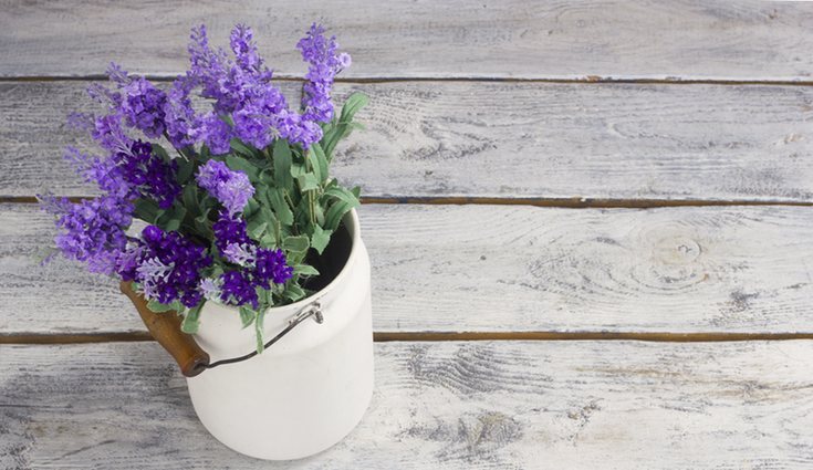 La lavanda se adapta a multiples ambientes