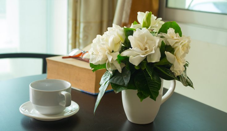 La gardenia desprende un intenso aroma que impregna la habitación