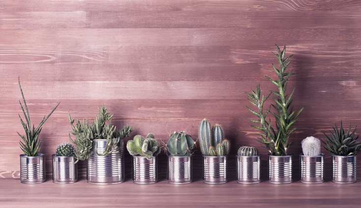 Las latas tienen muchos usos para decoración