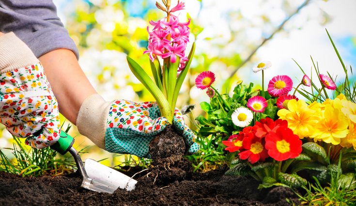 Es esencial que respetes la cantidad de agua necesaria para el bienestar de cada planta