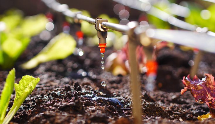 El riego por goteo permite proporcionar el agua que las plantas necesitan de manera controlada