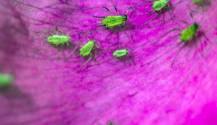El pulgón se alimenta de la salvia de la planta y se instala en sus tallos