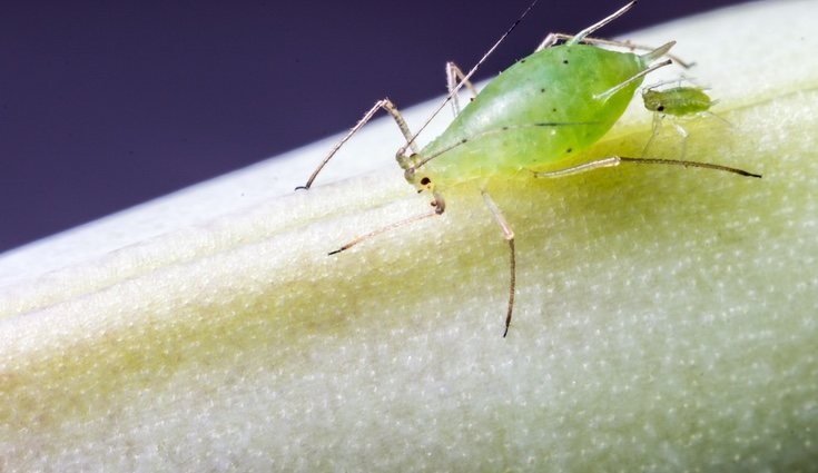 Suelen ser muy pequeños y de color verde o negro