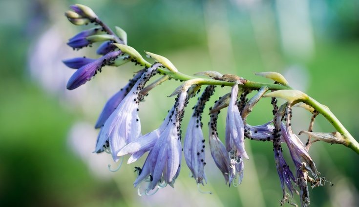 Los meses de primavera y verano son los más proclives a que las plantas enfermen