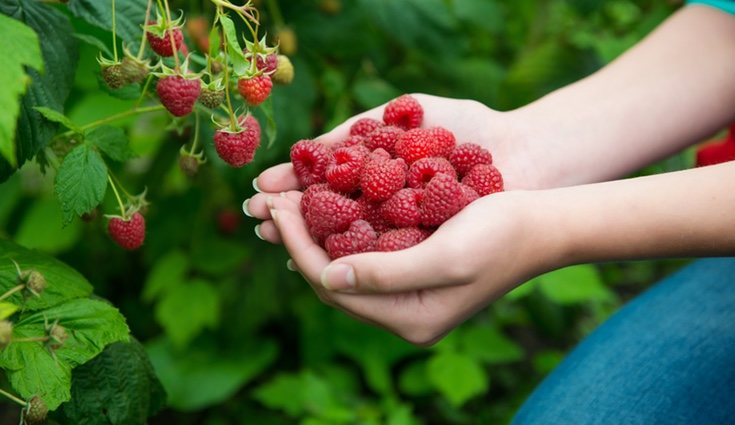 Cómo cultivar frambuesas - Bekia Hogar