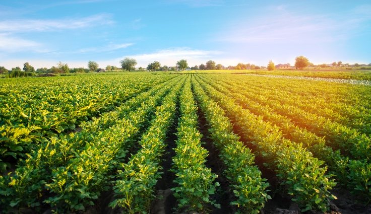 Para que las ramas no se doblen es necesario colocar una estructura en el terreno