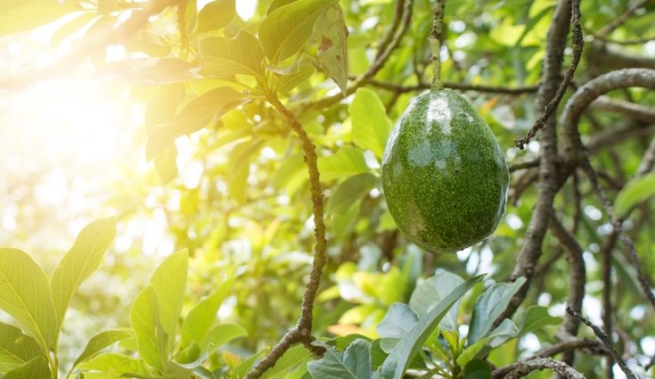 La Palta es una planta más para jardín o finca