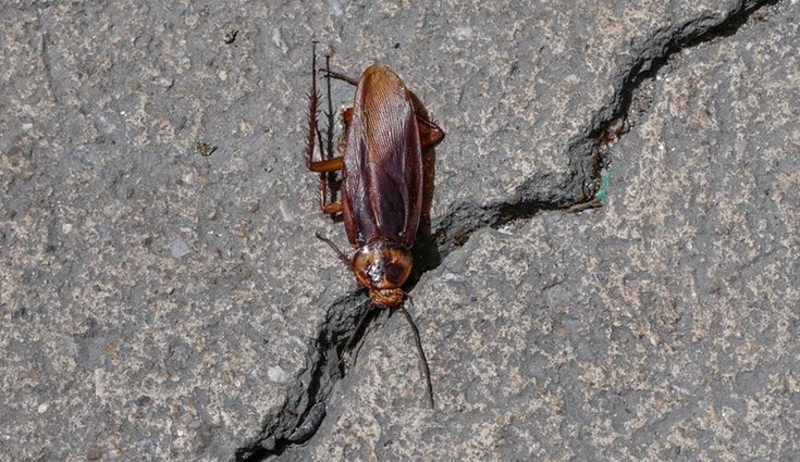 La cucaracha americana es una de las más comunes