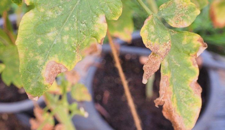 Si la planta tiene los bordes dañados es que está sufriendo una plaga