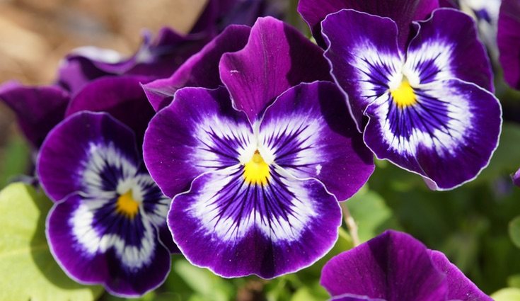 Para que tus plantas sobrevivan todo el año cuídalas y protégelas de plagas