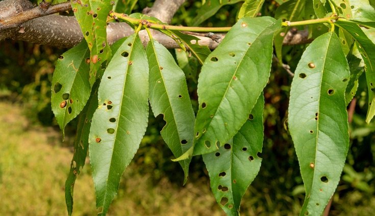 En ocasiones son también los insectos los que pueden hacer enfermar tus plantas o frutas