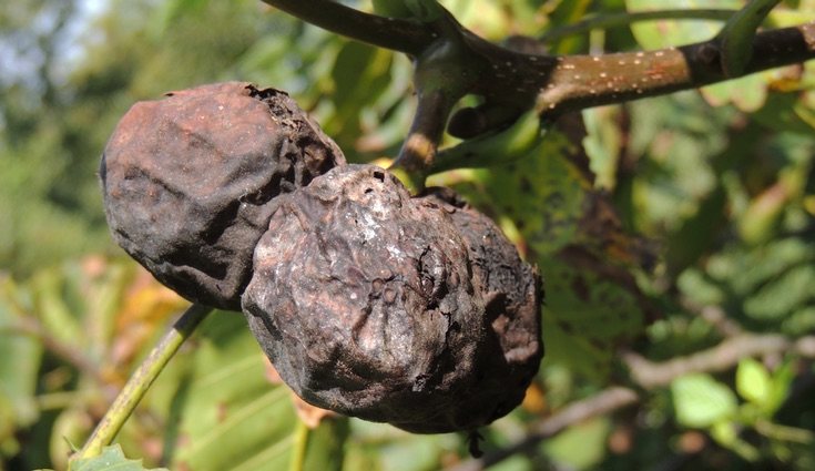 En las frutas cítricas las enfermedades se propagan con mayor rapidez