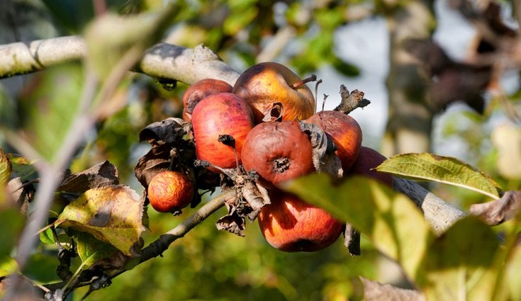 Las enfermedades en frutas y hierbas pueden manifestarse muy rápido o tardar en hacerlo, por ello es necesario controlar los cultivos