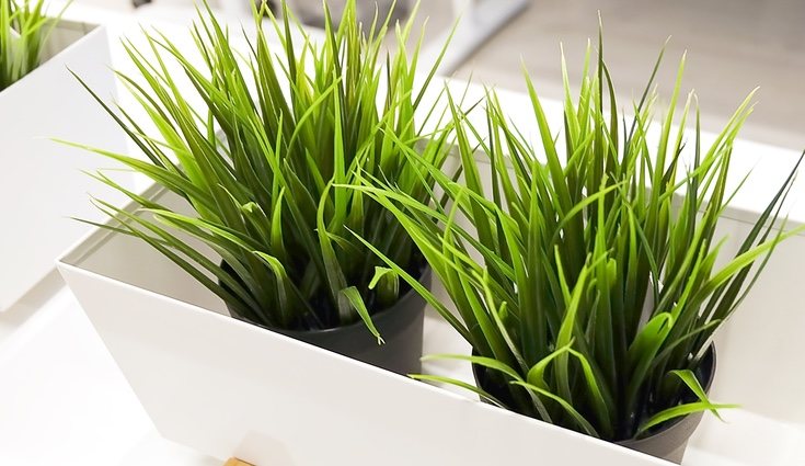 Existe una gran variedad de plantas artificiales