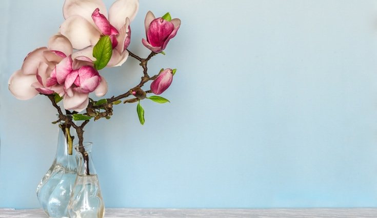  Es un árbol que no tiene un crecimiento muy rápido