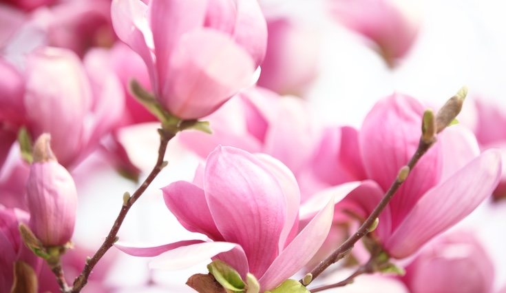 Los magnolios son árboles de clima cálido