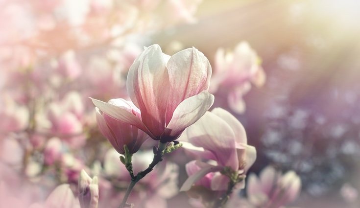 Para que el magnolio tenga un gran crecimiento el suelo debe estar húmedo