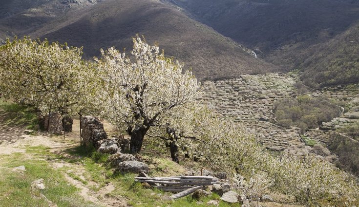 plantar un cerezo es más fácil de lo que parece