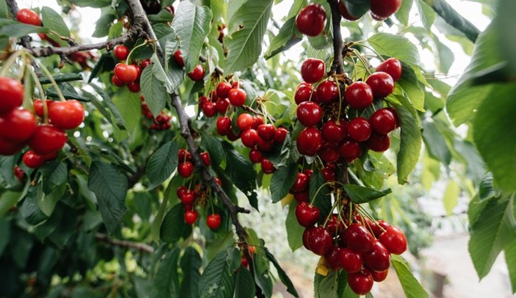 A la hora de plantar un cerezo debes apuntarte las fechas concretas para no fallar