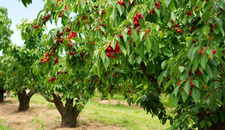 El Valle de Jerte (Cáceres) ofrece una bonita ruta donde ver cerezos