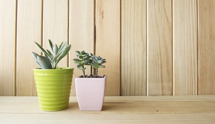 Las plantas de plástico una vez estropeadas hay que tirarlas ya que solo acumulan polvo