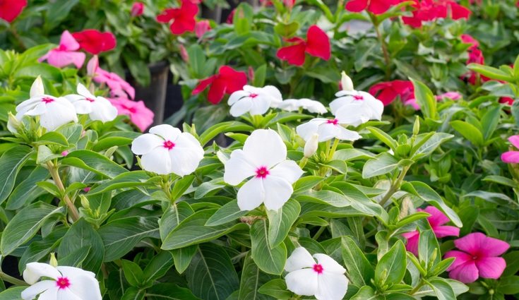 La vinca es una planta para tener en exterior y en grandes superficies
