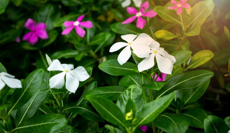 No es una planta que sufra grandes enfermedades