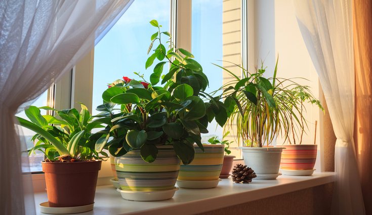 Hay muchas falsas creencias en lo relativo a la decoración, especialmente con las plantas