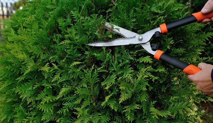 Qué podar en otoño es una de las preguntas más comunes en dueños de jardines