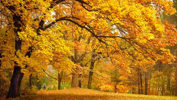 La poda se hace para sanear el árbol y conseguir que logre su supervivencia