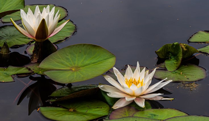 Los nenúfares suelen estar en lagos, charcos o aguas estancadas